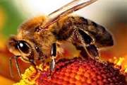 سیستم مراقبت زنبور عسل